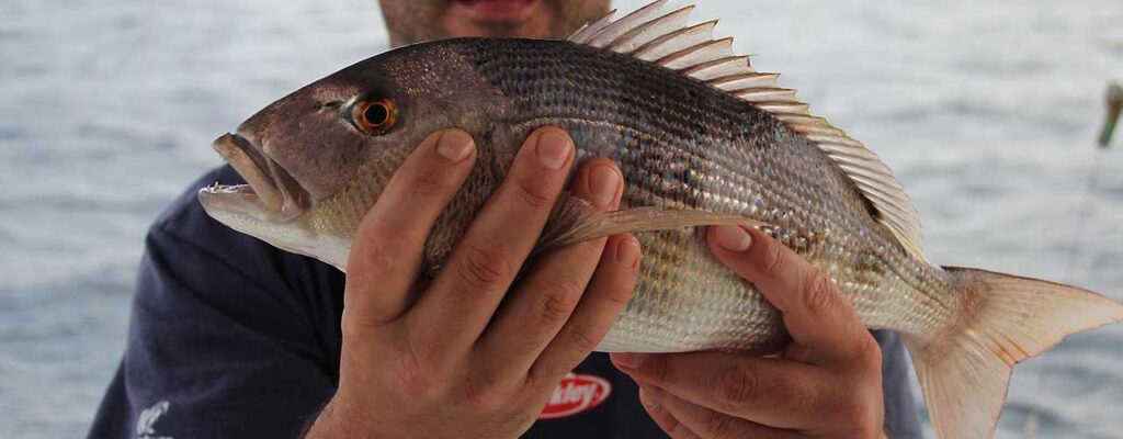 28 y 30 Junio - Dentones CS