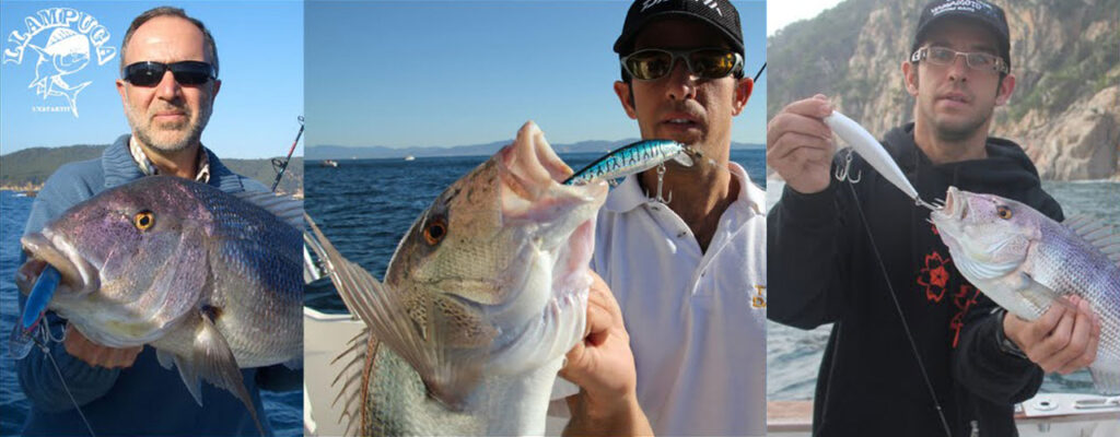 Dentones al curri de fondo